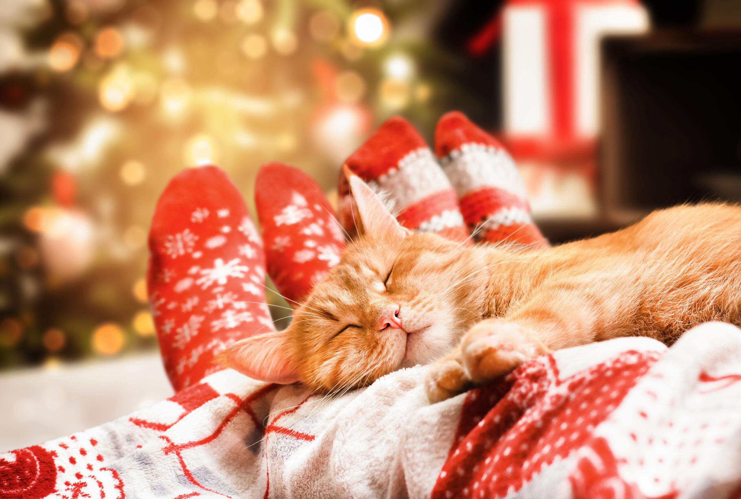 Ginger cat laying on the laps of two people wearing Christmas socks, with a Christmas tree in the background.